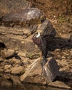 woolly necked stork or whitenecked stork portrait perched on rock in water body at ranthambore national park rajasthan india asia Royalty Free Stock Photo