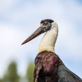 Woolly necked stork in the wild Royalty Free Stock Photo