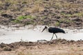 Woolly-necked Stork Royalty Free Stock Photo