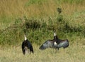 Woolly-necked storks, Maasai Mara Game Reserve, Kenya Royalty Free Stock Photo