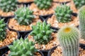 Woolly Nipple Cactus , Mammillaria mammillaris L. H.Karst Small trees with beautiful color of thorns Because planted in