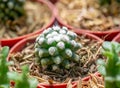 Woolly Nipple Cactus , Mammillaria mammillaris L. H.Karst Small trees with beautiful color of thorns Because planted in