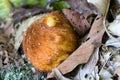 Woolly rhizomes fern, Golden chicken fern growing in forest in Chiang Mai, Thailand