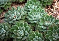 Woolly Rose Or Echevaria Species