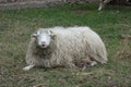 Woolly sheep chilling and chewing the cud on the grass. Dirty long haired curly white sheep in winter on pasture. Warm and cosy.