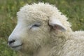 Woolly Sheep Royalty Free Stock Photo