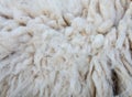 woolly sheep fleece for background Royalty Free Stock Photo