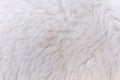 woolly sheep fleece for background and design Royalty Free Stock Photo