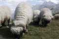 Woolly sheep grazing on the mountain