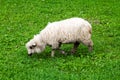 Woolly sheep with a long fleece grazing