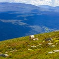 Woolly sheep in meadow on the mountain Vang Norway Royalty Free Stock Photo