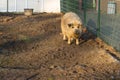 The Woolly Sheep-Pig standing in a muddy cage in the sunshine Royalty Free Stock Photo