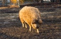 The Woolly Sheep-Pig standing in a muddy cage in the sunshine Royalty Free Stock Photo