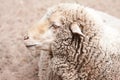 Woolly sheep in zoo Royalty Free Stock Photo