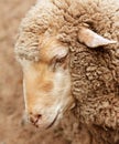 Woolly sheep in zoo Royalty Free Stock Photo