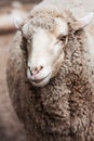 Woolly sheep in zoo Royalty Free Stock Photo