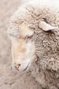 Woolly sheep in zoo Royalty Free Stock Photo