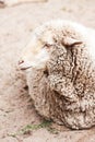 Woolly sheep in zoo Royalty Free Stock Photo