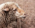 Woolly sheep in zoo Royalty Free Stock Photo