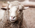 Woolly sheep in zoo Royalty Free Stock Photo