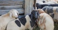 Woolly sheeps beside a wooden sheepfold