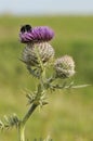 Woolly Thistle - Cirsium eriophorum Royalty Free Stock Photo