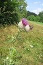 Woolly thistle Cirsium eriophorum Royalty Free Stock Photo