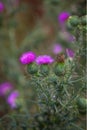 Woolly thistle, Cirsium eriophorum plant Royalty Free Stock Photo