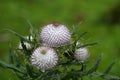 Woolly thistle (Cirsium eriophorum) Royalty Free Stock Photo