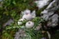 Woolly thistle (Cirsium eriophorum) Royalty Free Stock Photo