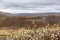 Woolly willow (Salix lanata) catkins with Thjorsardalur valley raw landscape, Iceland Royalty Free Stock Photo