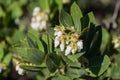 Woollyleaf manzanita Arctostaphylos tomentosa flowers, California Royalty Free Stock Photo