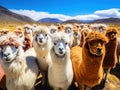 wooly alpacas Altiplano