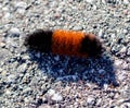 A wooly bear catepillar on the black top