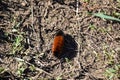 Wooly Bear caterpillar