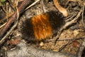 Wooly bear caterpillar at The Fells in Newbury, New Hampshire Royalty Free Stock Photo