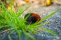 Wooly Bear Caterpillar