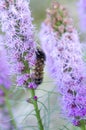 Wooly Bear Pyrrharctia Isabella caterpillar feeding on Blazin