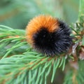 Wooly Bear Snuggled on Branch Royalty Free Stock Photo