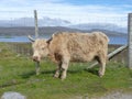 Wooly beige cow with long hair and horns takes a deep look at the camera . Angry bull with blond pony hair . Royalty Free Stock Photo