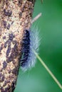 Wooly Black Caterpillar - The Giant Leopard Moth Caterpillar Royalty Free Stock Photo