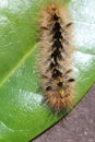 Wooly Caterpillar Royalty Free Stock Photo