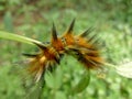 A wooly caterpillar