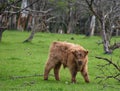 Wooly Cow Royalty Free Stock Photo