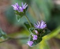 Wooly Elephants Foot Wildflower - Elephantopus tomentosus L - Devil's Grandmother Royalty Free Stock Photo