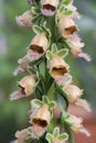 Wooly foxglove Digitalis lanata, close-up flowers