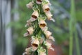 Wooly foxglove Digitalis lanata, close-up of rust-coloured flowers