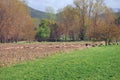 Sheep in Foggy Green Farmland and Orchard, Greece Royalty Free Stock Photo