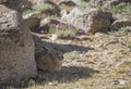 Wooly Hare seent at Tsokar Lake