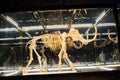 A wooly mammoth sealed in a glass case